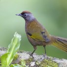 Malayan Laughingthrush